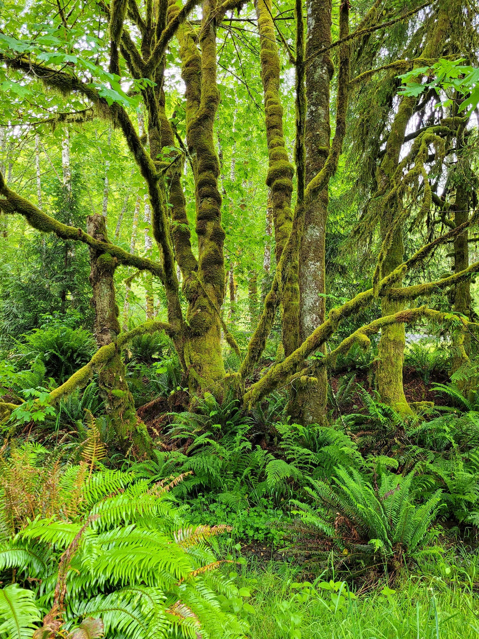 Forest